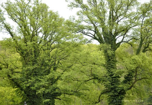 MARASIGN 1005091423321 4596434870 o